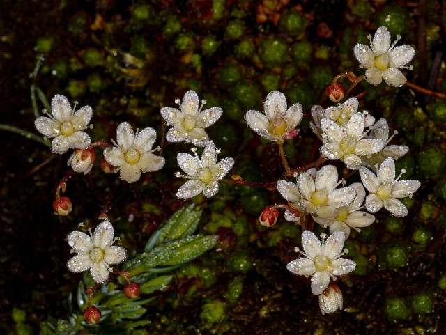 Saxifraga caespoitosa 20-9837.jpg